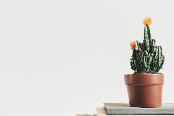 Plant in a brown vase